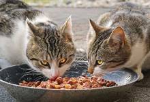 بهترین غذای خشک گربه - راهنمای خرید بهترین غذای گربه خشک، کنسرو شده و ...