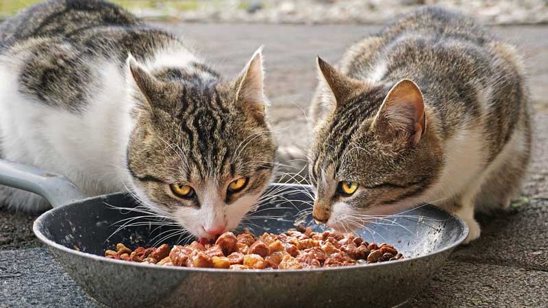 بهترین غذای خشک گربه - راهنمای خرید بهترین غذای گربه خشک، کنسرو شده و ...